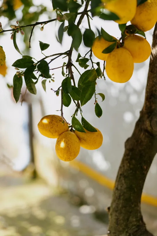 Bright lemon tree branch indoors, vibrant fruit hanging from a limb, sunlit home garden mood, fresh ambiance implied, cozy domestic setting, natural colors, inviting scene, with warm light
