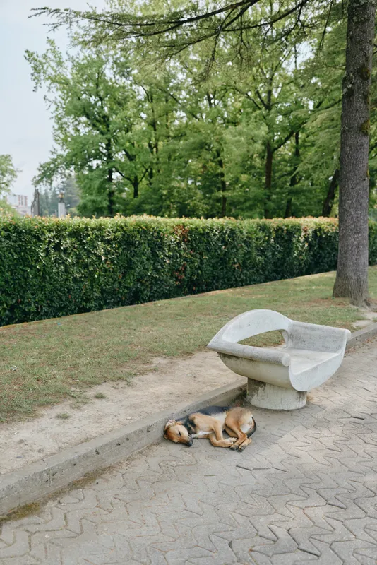 Two small dogs nap beside a stone bench on a sunlit park path, with green hedges and trees in the background creating a peaceful outdoor scene.