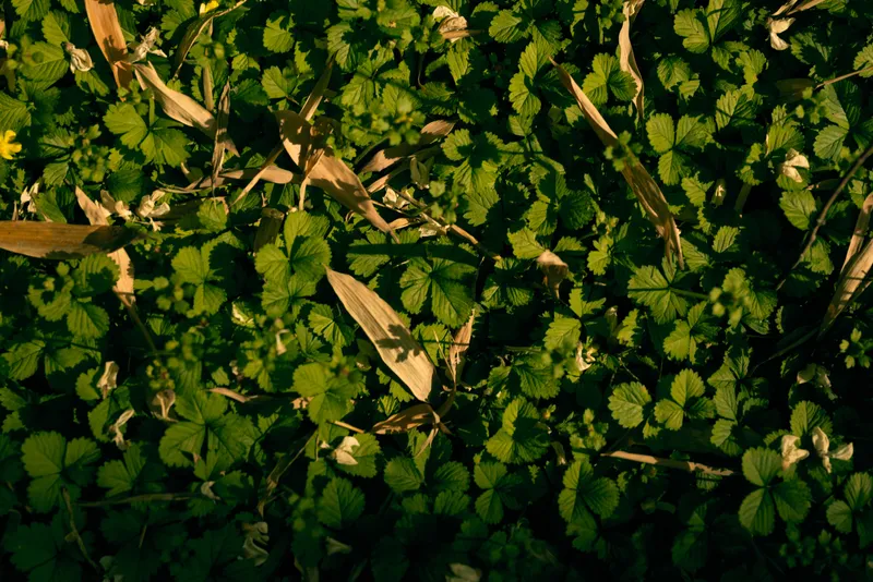 Leaves groundcover foliage green plants sunlight shadow forest floor with dappled sun and dried grass, closeup of natural vegetation and textured leaf pattern in outdoor nature scene.