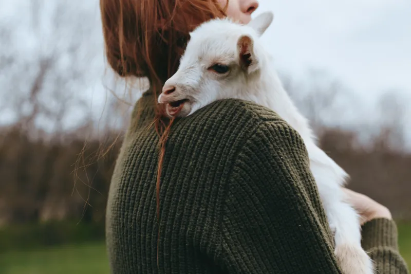 Person holds a white goat kid on their shoulder, wearing a green knit sweater. A heartfelt lifestyle moment showing bonding, care, and rural calm in soft daylight.