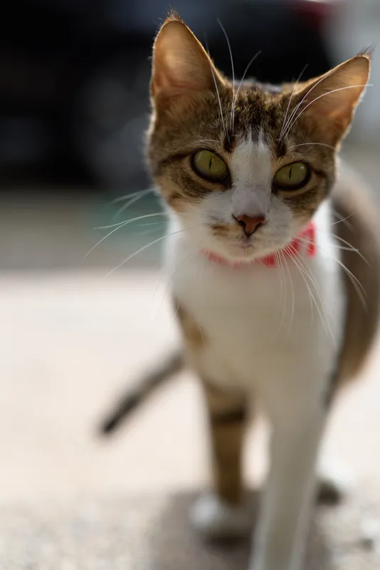 Close-up of a curious domestic cat with green eyes and a red collar standing on a bright outdoor surface looking directly at the camera.