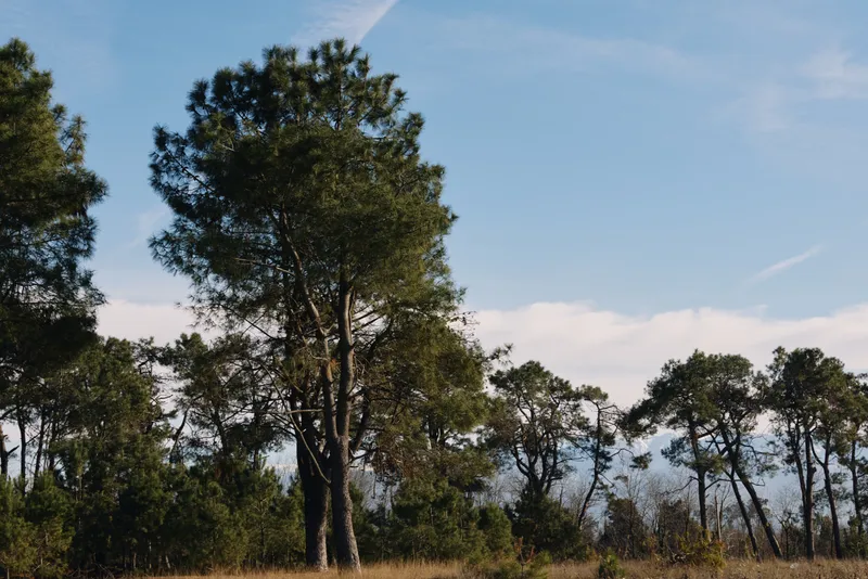 Trees and open meadow beneath a blue sky, a tranquil natural landscape ideal for nature photography and outdoor scenes with calm, inviting light.