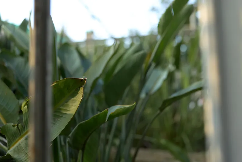 Tropical leaves, green foliage, banana leaves, garden closeup, shallow depth: close-up of lush backyard banana leaves with soft morning light and a young adult female gardener in striped sweater