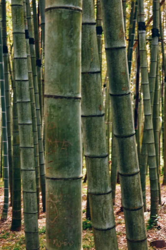Bamboo forest grove with tall green stalks and sturdy trunks in a serene nature scene, closeup view of canes and foliage creating textured vertical patterns on the forest floor