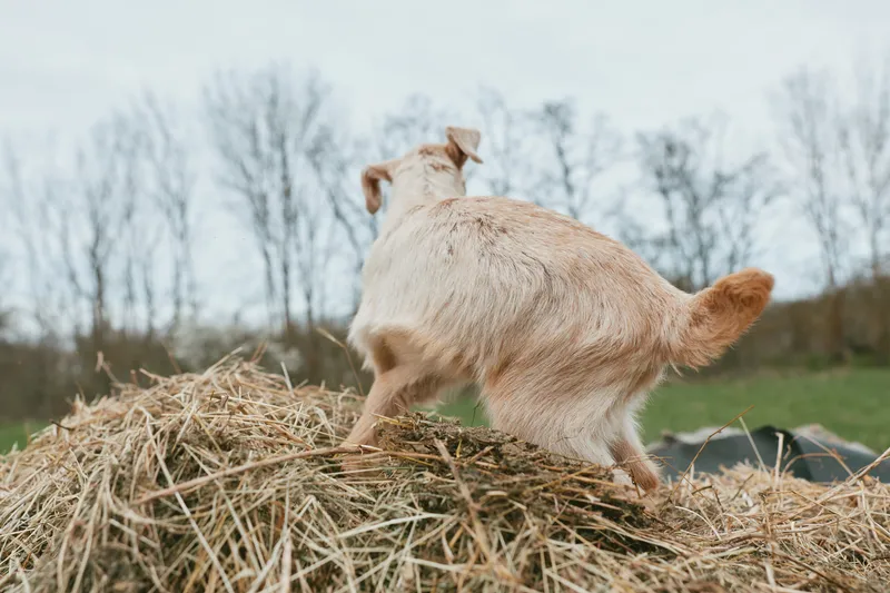 Goat on a hay bale in an outdoor farm scene, natural light highlighting textured straw, curious posture, clear sky, leafless trees in distance, relaxed rural mood, candid lifestyle moment