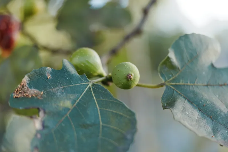 Green fig, fig tree, leaves, branch, unripe fruit, closeup botanical garden scene with young fruit and textured lobed foliage on a sunlit branch under soft natural light.