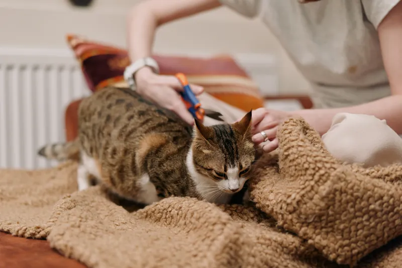 Woman lifestyle moment indoors, hands petting a tabby cat on a sofa, cozy home with soft blanket texture, calm relaxation, gentle care, warm light, close companionship