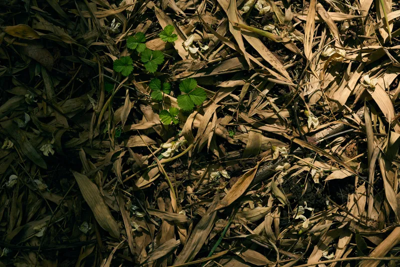 Leaves foliage ground soil plant sunlight nature forest floor with scattered dry brown leaves and small green seedling in dappled sunlight, close-up texture of organic debris and growth.