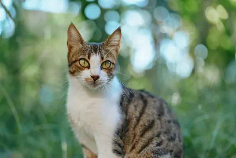 A curious domestic cat sits among green grass under soft daylight in an outdoor scene. The cat gazes toward the camera with bright eyes, creating a tranquil nature moment.