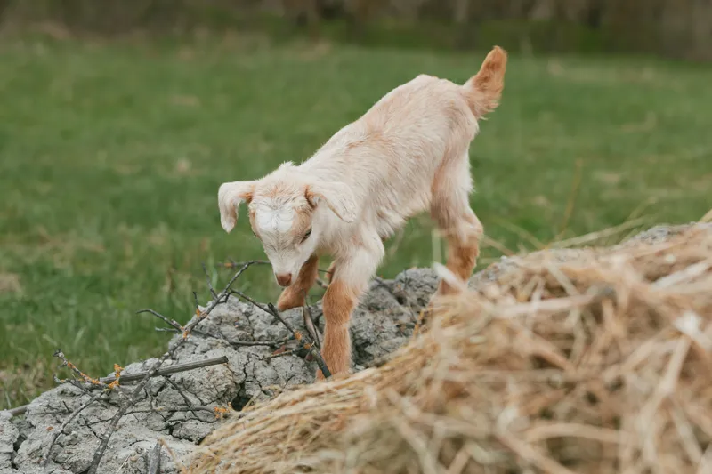Goat kid balances on a rock, exploring a hay pile in a countryside outdoor scene, showing curious, playful animal behavior and rustic rural charm amid green grass and bare stones