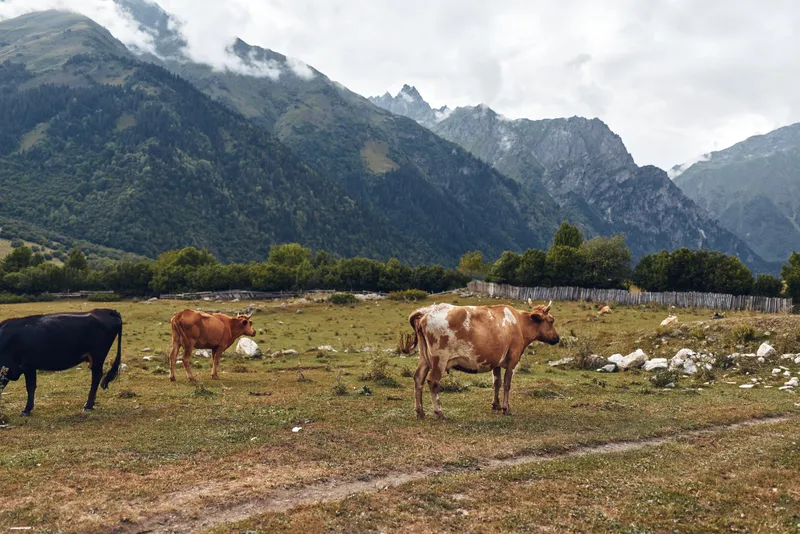 Cows grazing in a wide pasture with a dramatic mountain backdrop, a tranquil rural landscape shows livestock peacefully feeding under cloudy skies and wildflowers along the rim
