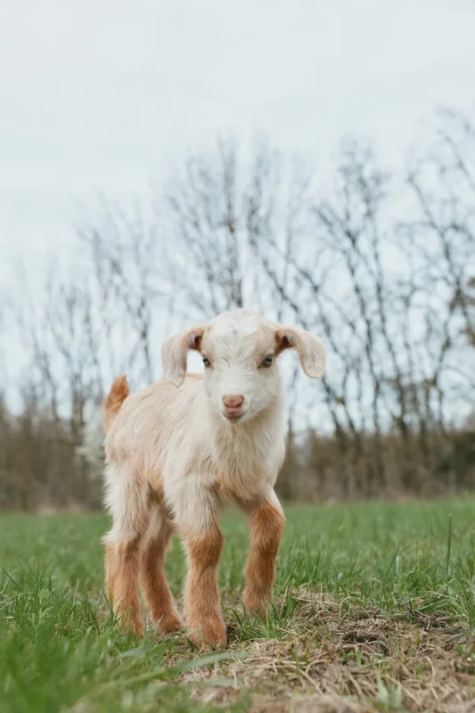 Young baby goat stands on green grass in a natural outdoor setting with bare trees in the background under a cloudy sky.