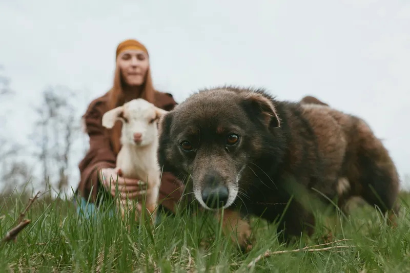 A woman sits in a grassy field with a young goat kid and a thoughtful dog in the foreground, capturing a calm rural lifestyle moment of companionship and everyday farm life.