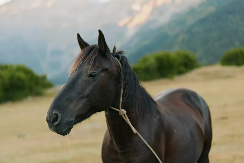 A dark horse stands in a grassy field with distant hills, lightly haltered and calm, gazing forward with a serene expression, creating a quiet, natural rural atmosphere.