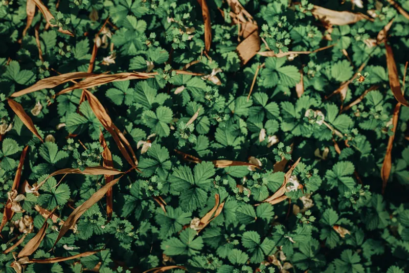 Strawberry groundcover with green leaves and dense foliage in nature, dappled sunlight and dry brown leaves scattered on the forest floor, closeup texture detail.