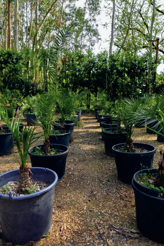 Potted plants in nursery rows with young palm seedlings in black pots on a gravel path, tropical horticulture setting showing soil, sunlight, care and cultivation for garden landscaping.