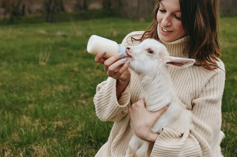 A woman in a soft sweater gently bottles a hungry kid in an open field, capturing a tender moment of farm life, nurture, and animal care in a bright outdoor setting.