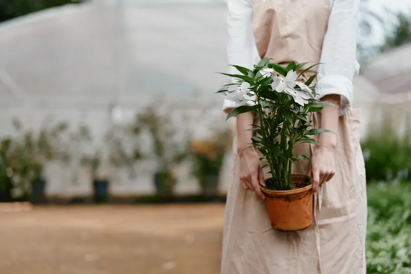 Young woman in light apron holding a flower pot with blooming plant, conveying joy in a greenhouse setting with greenery and soft lighting