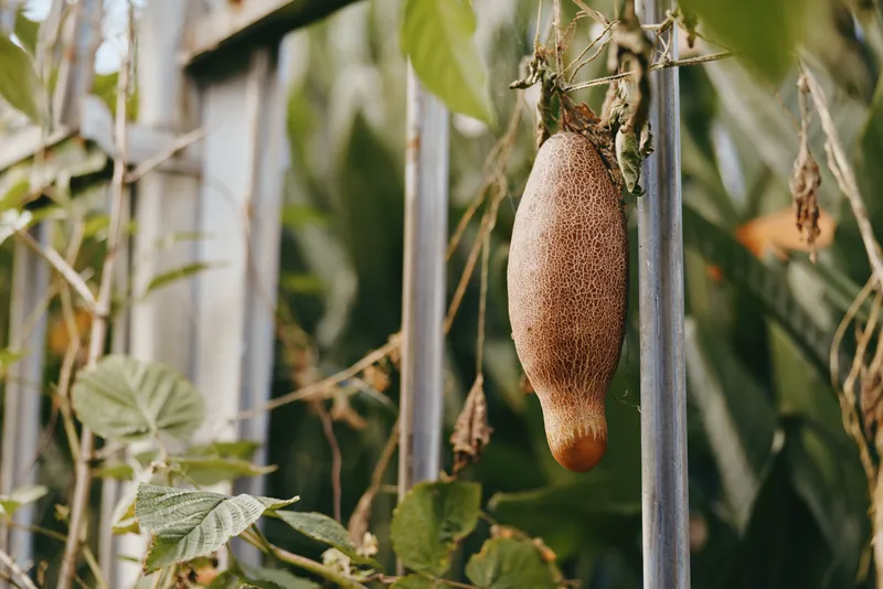Hanging fruit hairy gourd on vine beside a metal fence in a garden, closeup of ripe fuzzy skin and dried tendrils, tropical outdoor backyard scene with soft late summer light.