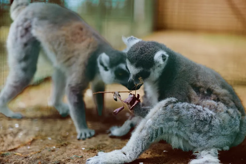 Lemur ring-tailed primate baby animals wildlife mammal juvenile interacting on ground, two young lemurs exploring leaves and grooming each other in naturalistic zoo enclosure with curious expressions