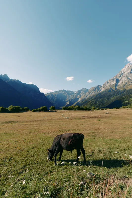 cow grazing in a meadow valley with mountains and clear blue sky, pastoral landscape scene of a lone animal feeding on green grass in open pasture near distant alpine peaks