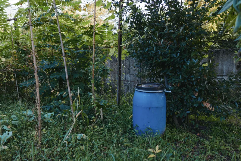 Blue barrel and plastic drum sits in overgrown garden beside concrete fence, vegetation and sapling trees surround backyard storage, empty container in shady outdoor scene.