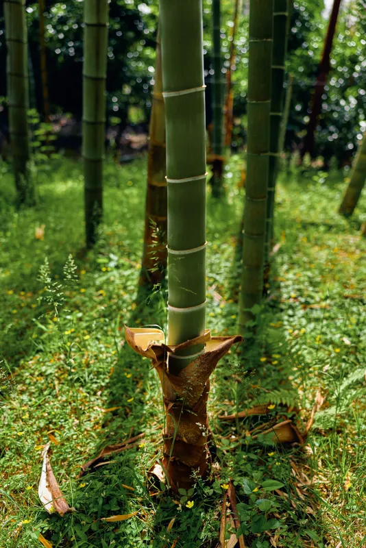Bamboo forest stalk and new shoot in green nature grove trunk closeup, sunlight on leaves and undergrowth, tropical plant growth with textured stem and peaceful outdoor landscape.