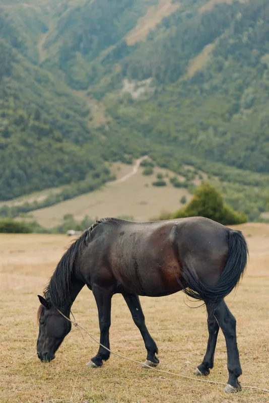 A lone horse grazes in a sunlit meadow beneath rolling hills, its dark coat glistening as it feeds peacefully, creating a calm and timeless rural scene.