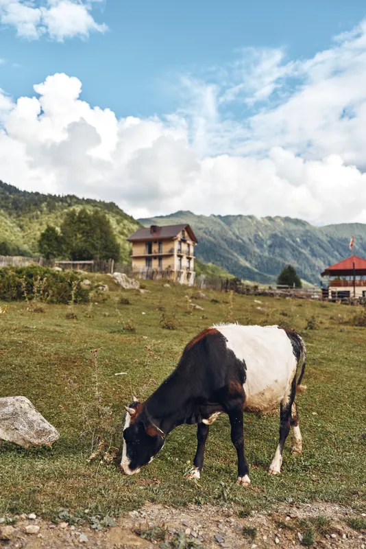 Cow grazing in mountain meadow near rural chalet, pasture and farm landscape