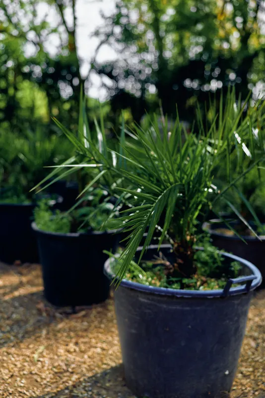 Potted plant in a nursery, plastic pot with green foliage and moss, garden outdoor scene with rows of containers, shallow depth of field and soft sunlight on mulch pathway.