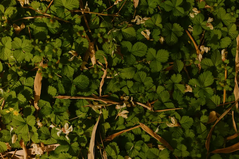 Groundcover green leaves plants foliage nature wildflowers grass cover forest floor with small white blooms, dried straw and dappled sunlight creating textured botanical background.
