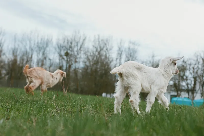 Cheerful goats outdoors, two kids exploring a sunlit meadow, soft grass underfoot, relaxed posture, gentle breeze, natural colors, rural wildlife moment, authentic lifestyle everyday charm.
