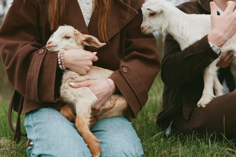 Goat kid moments with people outdoors, lifestyle scene on grass, calm animal companions, farm vibe, warm tones, candid portrait of wildlife and humans enjoying rustic countryside