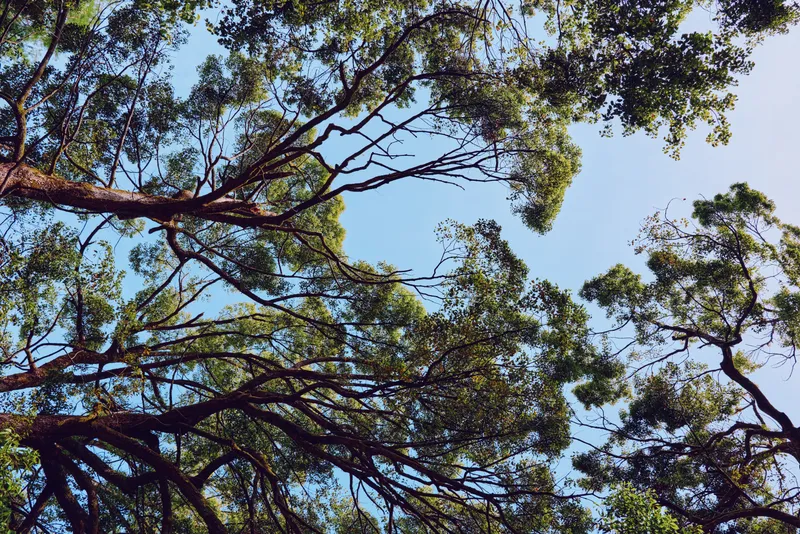 Trees branches leaves canopy sky and forest viewed from below, sunlight filtering through foliage, green treetops creating serene nature background and peaceful outdoor perspective