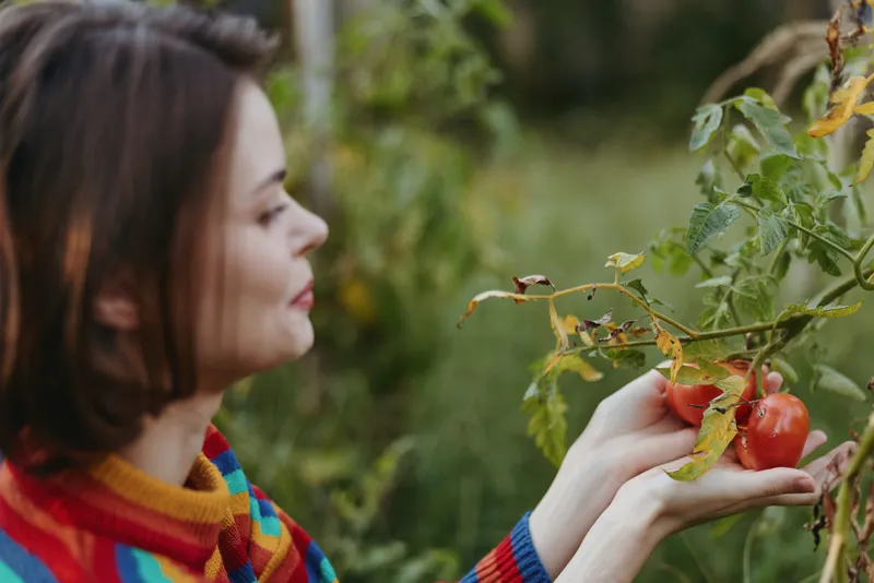 Woman in her twenties wearing a colorful striped sweater gently holding ripe tomato on vine in a backyard garden, smiling, hands cupping fruit, outdoor lifestyle and harvest moment.