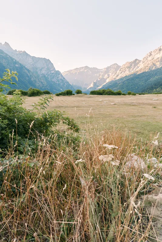 Meadow, mountains, valley, grasses, wildflowers, landscape and nature with tall dry grass and flowering plants in foreground, open field and distant rocky peaks under clear sky.