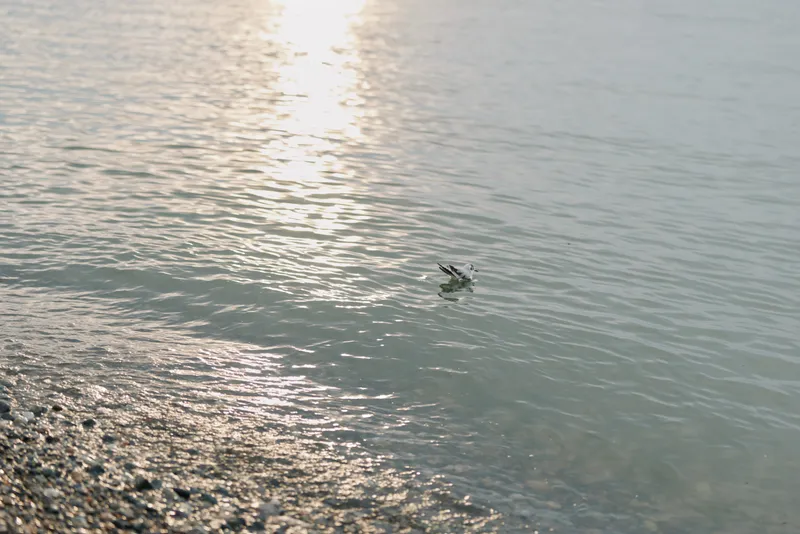 Calm lake water reflecting soft sunlight with gentle ripples near a rocky shore. Peaceful natural scene conveying tranquility and quiet outdoor atmosphere during daytime.