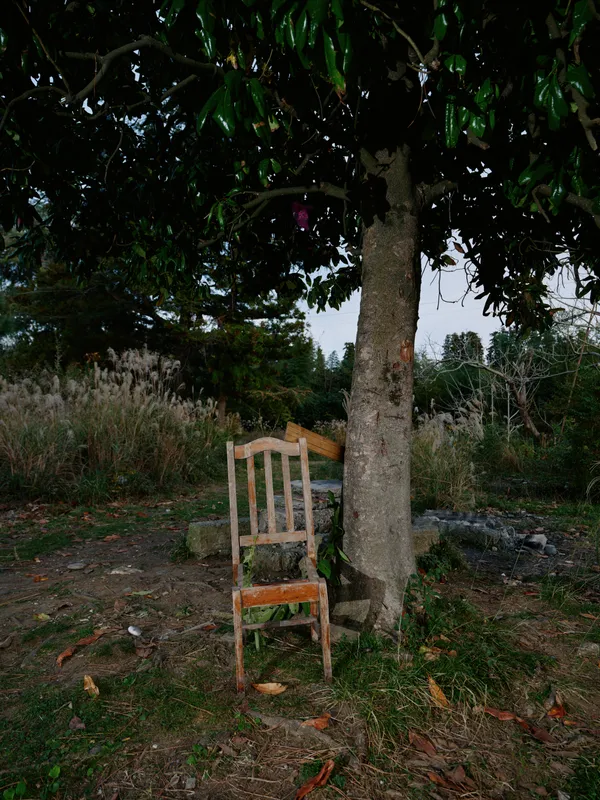 Chair leaning against a tree in an overgrown yard, weathered wood and quiet solitude in a rustic outdoor setting, suggesting forgotten spaces and calm nature