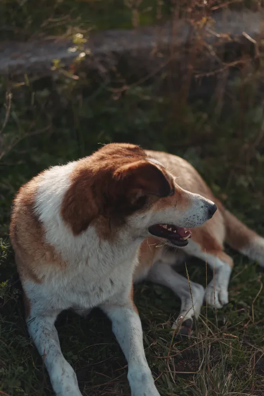 Dog resting outdoors on grass with brown and white fur, peaceful expression and relaxed posture in natural sunlight, capturing a calm moment with a loyal canine companion