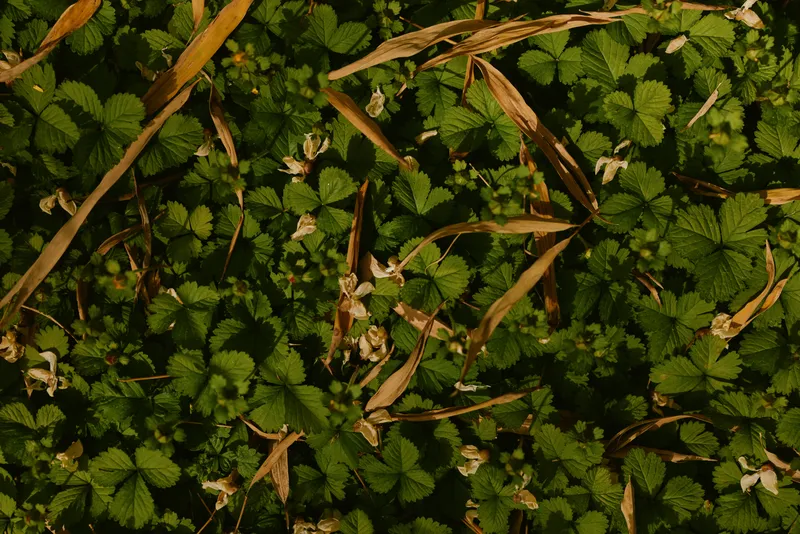 Leaves green groundcover foliage flowers nature texture plants create a dense natural carpet with grass and small blooms, closeup outdoor botanical pattern and layered surface detail.