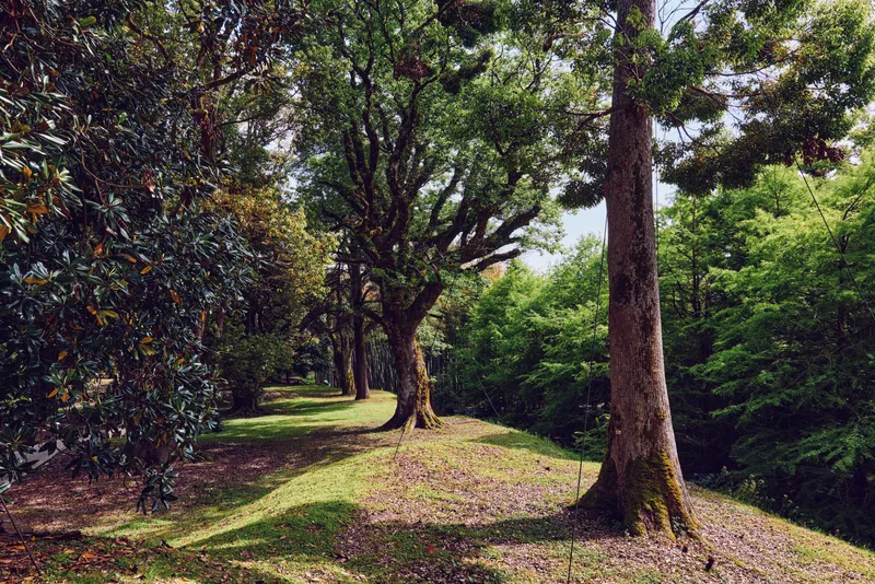 Trees forest path grass nature park sunlight moss on trunks, leafy canopy and shaded trail in a serene green woodland scene with dappled light and natural vegetation.