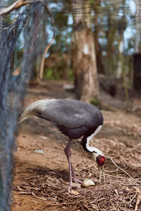 Crane bird egg nest forest ground beak legs, adult crane tending a single egg on woodland floor in a closeup wildlife scene showing plumage detail and natural nesting behavior.