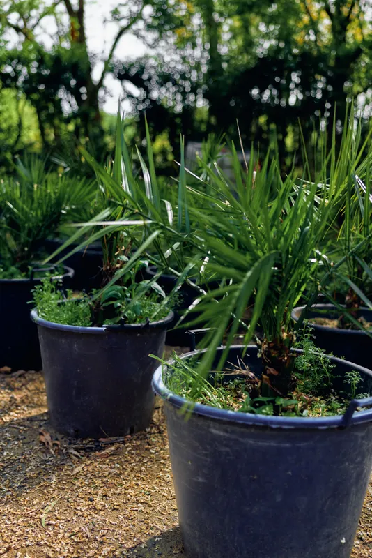 Plants potted nursery garden green foliage outdoor soil closeup of young palm-like plants in black plastic pots on mulch at a plant nursery with dappled sunlight.