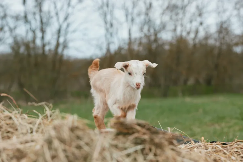 Goat kid stands on a hay pile in a rural pasture, curious gaze toward the camera, natural light, rustic backdrop, simple farm life moment featuring playful livestock outdoors, serene countryside