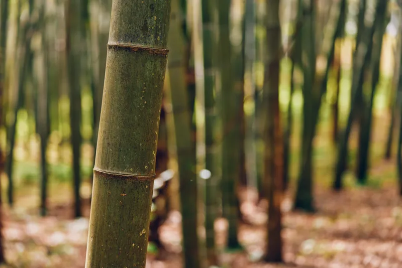 Bamboo forest trunks in closeup with green stalks and textured bark in a peaceful grove, natural pattern and blurred background showcasing nature, vertical lines and calm ecosystem.