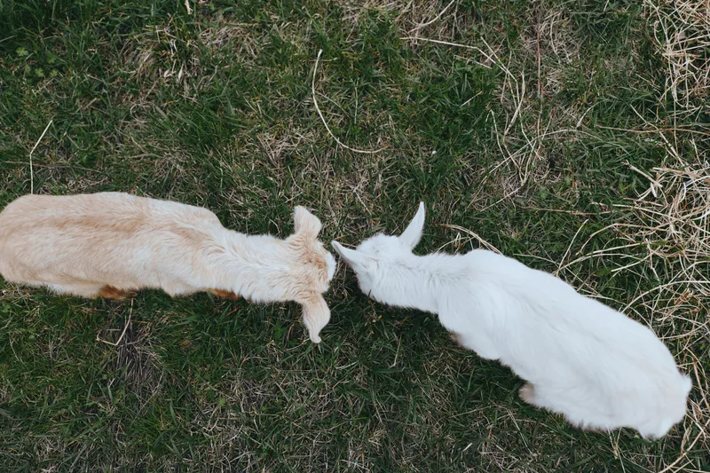 goat, kid, animal, lifestyle, outdoors, nature, farm, pasture, companionship, grazing Two goats touch noses on green grass, capturing playful countryside life and simple wellness in a calm outdoor