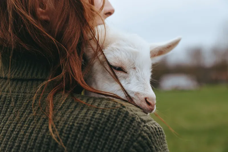 A person in a green sweater cradles a sleeping goat kid, in a calm rural setting, capturing a quiet moment of companionship and care, a lifestyle scene highlighting the bond between human and animal.