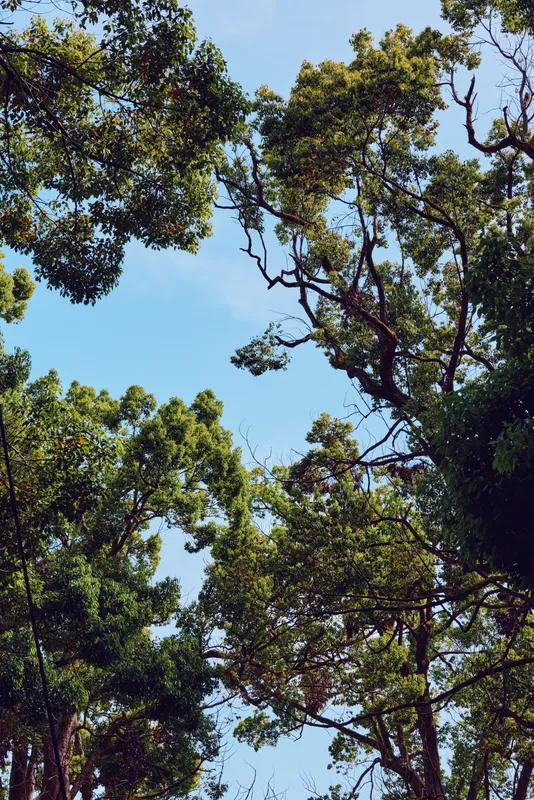 Trees canopy and blue sky with green leaves and forest branches framing a nature foliage scene, vertical perspective of treetops with sunlight filtering through tranquil woodland.