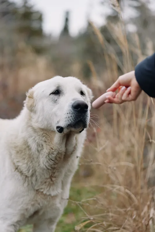 Dog and hand gently touch in an open field, a calm moment of petting and trust, outdoors among tall grass and soft light, highlighting companionship between human and animal in nature today