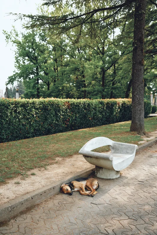 Dogs resting on a park path beside a stone bench, sunlight filtering through trees, creating a peaceful outdoor scene with sleeping dogs near a hedge today